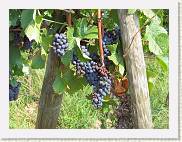 2005-09-04 11-06-41 Sept 65,4mm 1_125_eme F5,0 * 2592 x 1944 * (1.53MB)